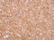 Casein kinase I isoform delta antibody, CSB-PA595607, Cusabio, Immunohistochemistry frozen image 