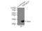 Transmembrane protein 127 antibody, 23142-1-AP, Proteintech Group, Immunoprecipitation image 