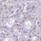 SH3 Domain Binding Glutamate Rich Protein Like antibody, HPA051248, Atlas Antibodies, Immunohistochemistry frozen image 