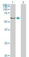 Dual Specificity Tyrosine Phosphorylation Regulated Kinase 2 antibody, H00008445-M01, Novus Biologicals, Western Blot image 