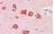 Dickkopf-related protein 3 antibody, NB100-899, Novus Biologicals, Immunohistochemistry frozen image 
