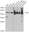 Kynurenine Aminotransferase 1 antibody, GTX32492, GeneTex, Western Blot image 