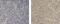 Autoimmune Regulator antibody, 13-9534-82, Invitrogen Antibodies, Immunohistochemistry paraffin image 