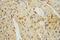 Thrombomodulin antibody, 14318-1-AP, Proteintech Group, Immunohistochemistry frozen image 