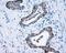 MCL1 Apoptosis Regulator, BCL2 Family Member antibody, NBP2-45773, Novus Biologicals, Immunohistochemistry paraffin image 