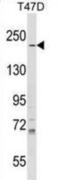 IQ Motif Containing GTPase Activating Protein 1 antibody, abx029136, Abbexa, Western Blot image 