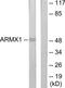 Armadillo Repeat Containing X-Linked 1 antibody, TA315464, Origene, Western Blot image 
