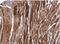 Actinin Alpha 2 antibody, NBP1-32462, Novus Biologicals, Immunohistochemistry paraffin image 