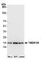 Transmembrane Protein 109 antibody, A305-729A-M, Bethyl Labs, Western Blot image 
