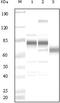 KSHV ORF8 antibody, PA5-19852, Invitrogen Antibodies, Western Blot image 