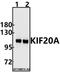 Kinesin Family Member 20A antibody, A05142, Boster Biological Technology, Western Blot image 