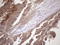Fibroblast Growth Factor 13 antibody, LS-C794134, Lifespan Biosciences, Immunohistochemistry paraffin image 