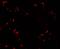 Tripartite Motif Containing 24 antibody, A03258, Boster Biological Technology, Immunofluorescence image 