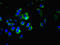 Microfibril Associated Protein 3 Like antibody, LS-C376099, Lifespan Biosciences, Immunofluorescence image 