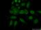 Mortality Factor 4 Like 2 antibody, 14710-1-AP, Proteintech Group, Immunofluorescence image 
