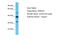 G Protein-Coupled Receptor Class C Group 5 Member C antibody, ARP66819_P050, Aviva Systems Biology, Western Blot image 