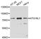 Autophagy Related 16 Like 1 antibody, LS-C747210, Lifespan Biosciences, Western Blot image 