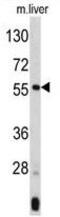 Angiopoietin Like 3 antibody, GTX81760, GeneTex, Western Blot image 