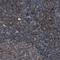 Beta-2-Microglobulin antibody, NBP1-87482, Novus Biologicals, Immunohistochemistry paraffin image 