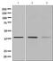 Arginase 2 antibody, ab137069, Abcam, Western Blot image 