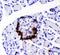 Peptide YY antibody, PB10014, Boster Biological Technology, Immunohistochemistry paraffin image 