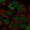 Ladybird Homeobox 1 antibody, PA5-64884, Invitrogen Antibodies, Immunofluorescence image 