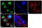 Interferon Regulatory Factor 4 antibody, 711295, Invitrogen Antibodies, Immunofluorescence image 