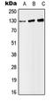 Splicing Factor 3b Subunit 3 antibody, LS-C353353, Lifespan Biosciences, Western Blot image 