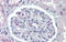 Podocalyxin Like antibody, 31-353, ProSci, Immunohistochemistry paraffin image 