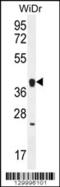 Olfactory Receptor Family 2 Subfamily T Member 8 antibody, 56-239, ProSci, Western Blot image 