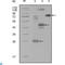 Mitogen-Activated Protein Kinase Kinase Kinase Kinase 4 antibody, LS-C812481, Lifespan Biosciences, Western Blot image 