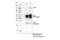 Leucine Rich Repeats And Immunoglobulin Like Domains 1 antibody, 59027S, Cell Signaling Technology, Immunoprecipitation image 