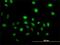 Vav Guanine Nucleotide Exchange Factor 1 antibody, H00007409-M01, Novus Biologicals, Immunofluorescence image 