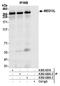 Mediator Complex Subunit 13L antibody, A302-420A, Bethyl Labs, Immunoprecipitation image 