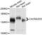 Calcium Voltage-Gated Channel Auxiliary Subunit Alpha2delta 2 antibody, PA5-76573, Invitrogen Antibodies, Western Blot image 