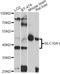 Solute Carrier Family 10 Member 1 antibody, abx126555, Abbexa, Western Blot image 