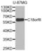 Regulator Of MON1-CCZ1 antibody, abx002458, Abbexa, Western Blot image 