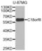 Uncharacterized protein C18orf8 antibody, abx002458, Abbexa, Western Blot image 