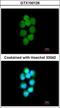 Tyrosyl-DNA Phosphodiesterase 1 antibody, GTX100126, GeneTex, Immunocytochemistry image 