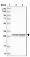 Glutathione S-Transferase Omega 1 antibody, NBP1-83321, Novus Biologicals, Western Blot image 
