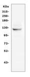 NLR Family Pyrin Domain Containing 2 antibody, A04819-2, Boster Biological Technology, Western Blot image 