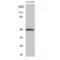 Serine/Threonine Kinase 24 antibody, LS-C384681, Lifespan Biosciences, Western Blot image 