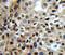 Cyclin Dependent Kinase 1 antibody, LS-C192651, Lifespan Biosciences, Immunohistochemistry paraffin image 