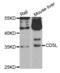 CD5 Molecule Like antibody, abx004754, Abbexa, Western Blot image 