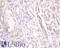 Podocalyxin Like antibody, LS-C317928, Lifespan Biosciences, Immunohistochemistry frozen image 