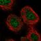 WD Repeat Domain 91 antibody, PA5-55032, Invitrogen Antibodies, Immunofluorescence image 