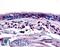 Aryl Hydrocarbon Receptor antibody, LS-A3018, Lifespan Biosciences, Immunohistochemistry paraffin image 
