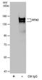 Reticulon 3 antibody, PA5-78316, Invitrogen Antibodies, Immunoprecipitation image 