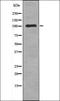 TTK Protein Kinase antibody, orb335862, Biorbyt, Western Blot image 