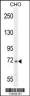 Complement C2 antibody, 55-321, ProSci, Western Blot image 